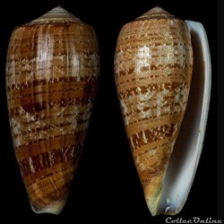 Textilia cervus (Lamarck, 1822)