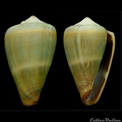 Lautoconus (Africonus) messiasi (Rolán & Fernandes, 1990)