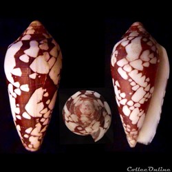 Darioconus episcopatus (da Motta, 1988)