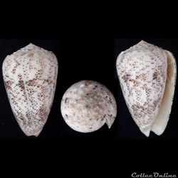 Puncticulis arenatus arenatus (Hwass in Bruguière, 1792)