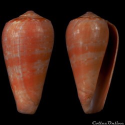Textilia (Textilia) solangeae (Bozzetti , 2004)