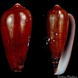 Darioconus pennaceus vezoi (Korn, Niederhöfer & Blöcher, 2000)
