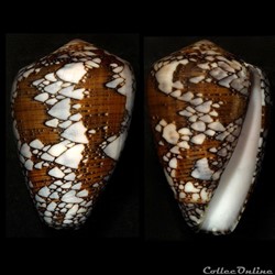 Darioconus behelokensis (Lauer, 1989)