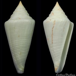 Dauciconus (Dauciconus) coltrorum (Petuch & Myers, 2014)