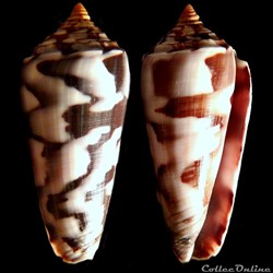 Pionoconus gubernator (Hwass in Bruguière, 1792)
