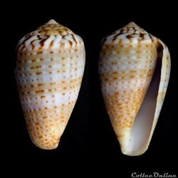 Floraconus (Floraconus) aplustre (Reeve, 1843)