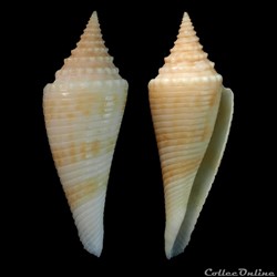 Fusiconus (Bathyconus) coriolisi (Moolenbeek & Richard, 1995)