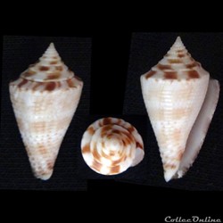 Conasprella wakayamaensis (Kuroda, 1956)