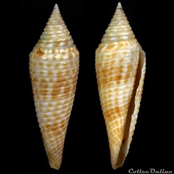 Fusiconus (Fusiconus) kantanganus (da Motta, 1982)