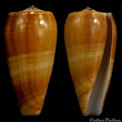 Pionoconus epistomioides (Weinkau , 1875)