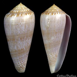 Textilia (Afonsoconus) kinoshitai (Kuroda, 1956)