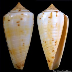 Phasmoconus (Phasmoconus) adenensis (Smith, 1891)