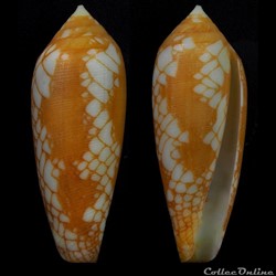 Darioconus gracianus (da Motta & Blocher, 1982)