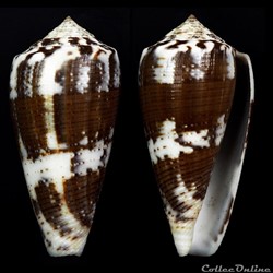 Pionoconus aff. epistomium