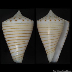 Klemaeconus hirasei (Kuroda, 1956)