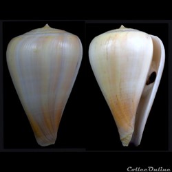Pyruconus patricius (Hinds, 1843)