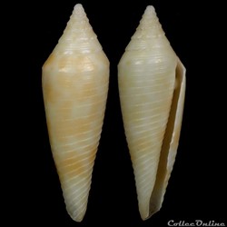 Fusiconus (Fusiconus) elegans (Sowerby III, 1895)