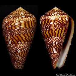 Cylindrus dalli (Stearns, 1873)