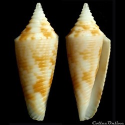 Fusiconus (Bathyconus) comatosus (Pilsbry, 1904)
