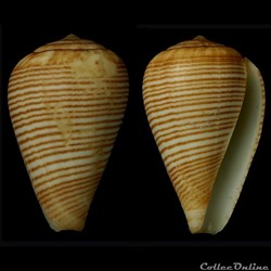 Lautoconus (Varioconus) cf. fuscolineatus (Sowerby III, 1905)