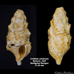 Cerithium calculosum, Basterot 1825