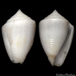 Ximeniconus (Perplexiconus) puncticulatus columba (Hwass in Bruguière, 1792)