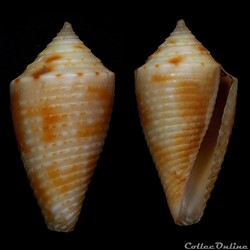 Ximeniconus (Coltroconus) iansa (Petuch, 1979)