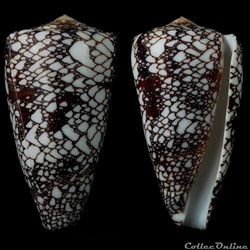Darioconus pennaceus  quasimagnificus (da Motta, 1982)