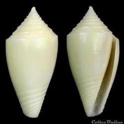 Dauciconus (Purpuriconus) bahamensis (Vink & Röckel, 1995)