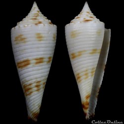 Fusiconus (Bathyconus) comatosus (Pilsbry, 1904)
