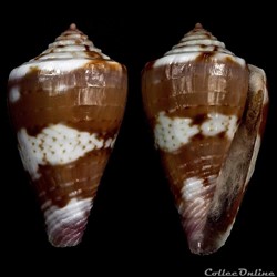 Dauciconus (Purpuriconus) sphacelatus (Sowerby I, 1833)