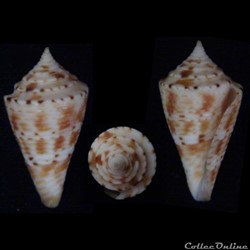 Conasprella memiae (Habe & Kosuge, 1970)