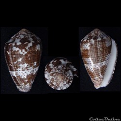 Pionoconus catus (Hwass in Bruguière, 1792)