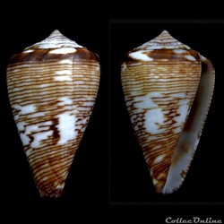 Lautoconus (Africonus) crotchii (Reeve, 1849)