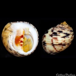 Nerita peloronta