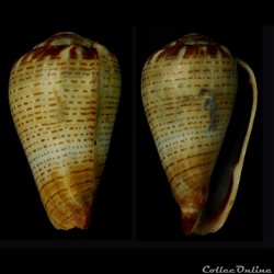Lautoconus (Varioconus) lineopunctatus (Kaicher, 1976)