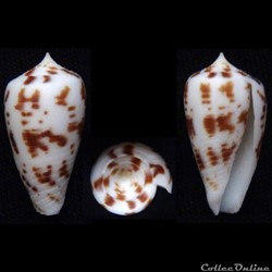 Phasmoconus (Phasmoconus) collisus (Reeve, 1849)