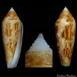 Cylindrus paulucciae (Sowerby III, 1877)