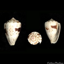 Virroconus coronatus (Gmelin, 1791)