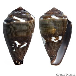 Lautoconus (Africonus) irregularis (Sowerby II, 1857)