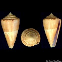Dauciconus (Dauciconus) norai (da Motta & Raybaudi Massilia, 1992)