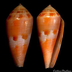 Kioconus (Isoconus) corallinus (Kiener, 1845)