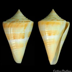 Dauciconus (Dauciconus) stimpsoni (Dall, 1902)