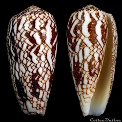 Darioconus pennaceus episcopus f. mauritiensis (Lauer, 1990)