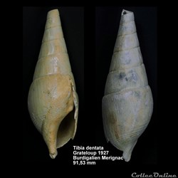 Tibia dentata, Grateloup 1927