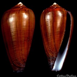 Darioconus pennaceus vezoi (Korn, Niederhöfer & Blöcher, 2000)