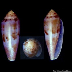Leporiconus granum (Röckel & Fischöder, 1985)