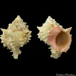 Phyllonotus margaritensis (Abbott, 1958)