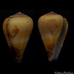 Lautoconus (Varioconus) anabelae (Rolán & Röckel, 2001)