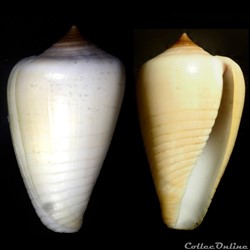 Phasmoconus (Phasmoconus) parius (Reeve, 1844)